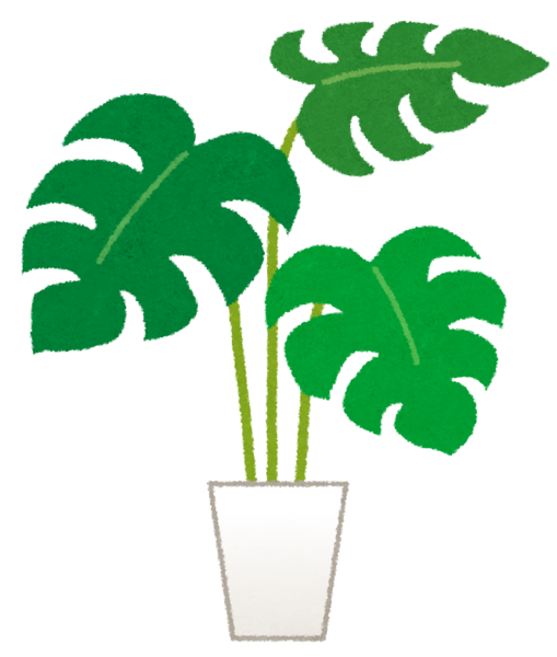 plant_monstera.png